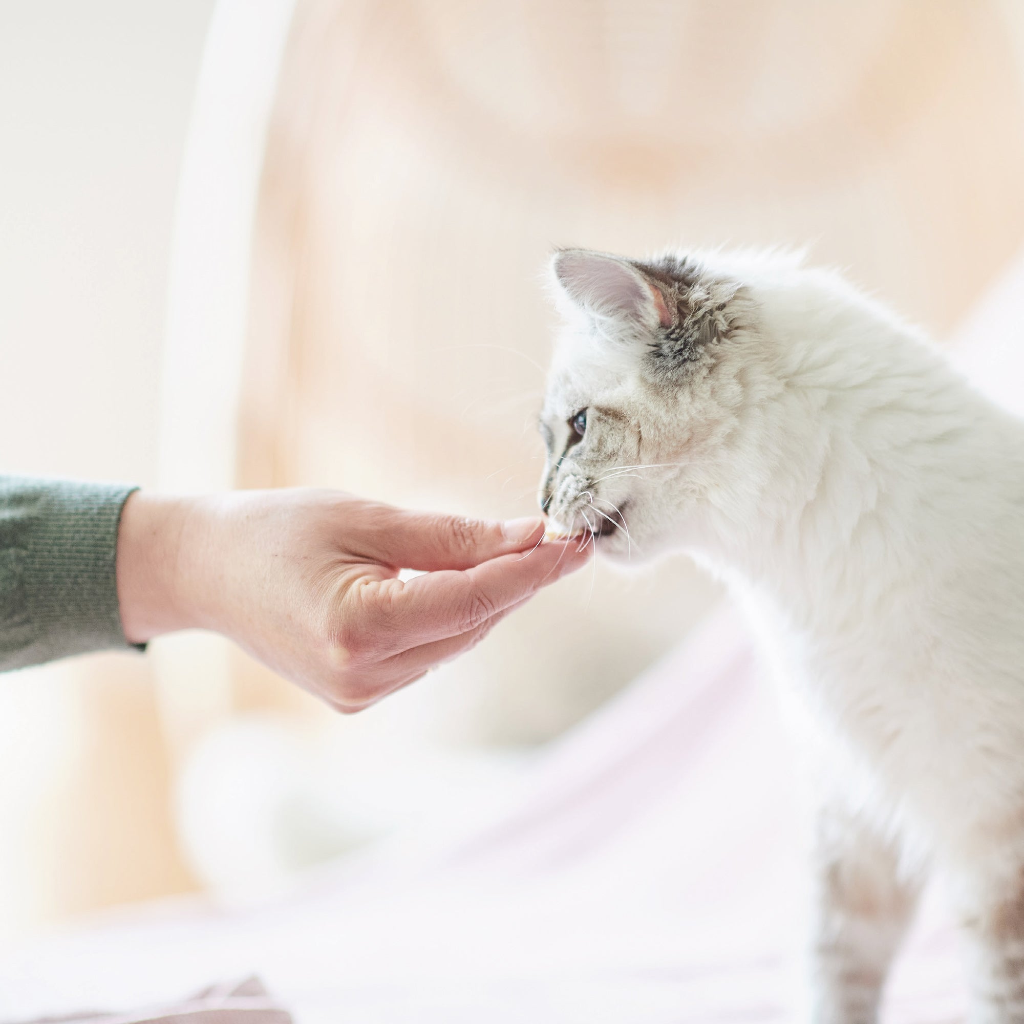 Beaphar Fresh Breath Tabs for Dogs & Cats – Dental Care & Fresh Breath cat