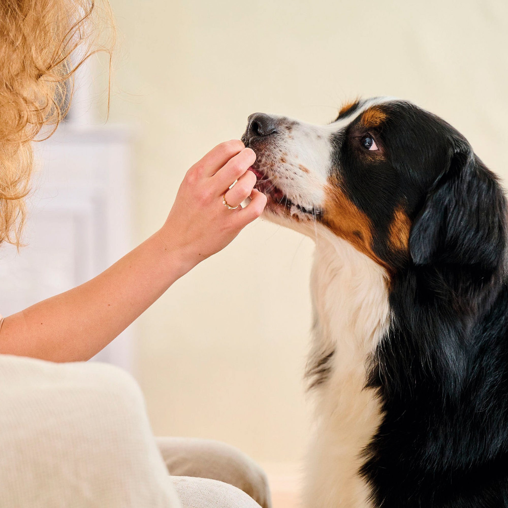 Beaphar Fresh Breath Tabs for Dogs & Cats – Dental Care & Fresh Breath dog lifestyle